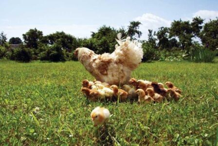 Country Lore: Chicken Tractor for Pastured Poultry Image